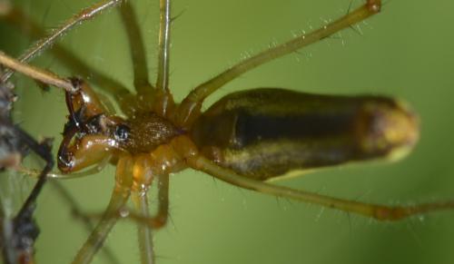 Tetragnatha montana